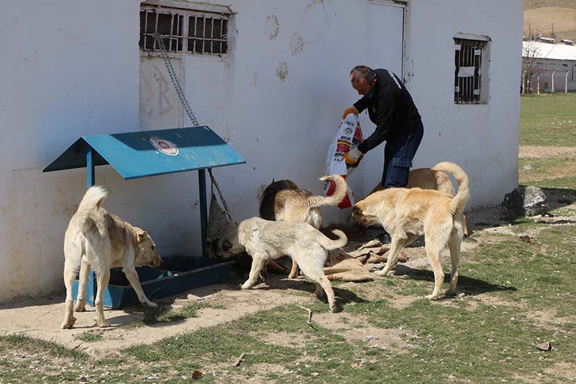 Elmadağ Belediyesi, doğadaki canlılar için seferber oldu